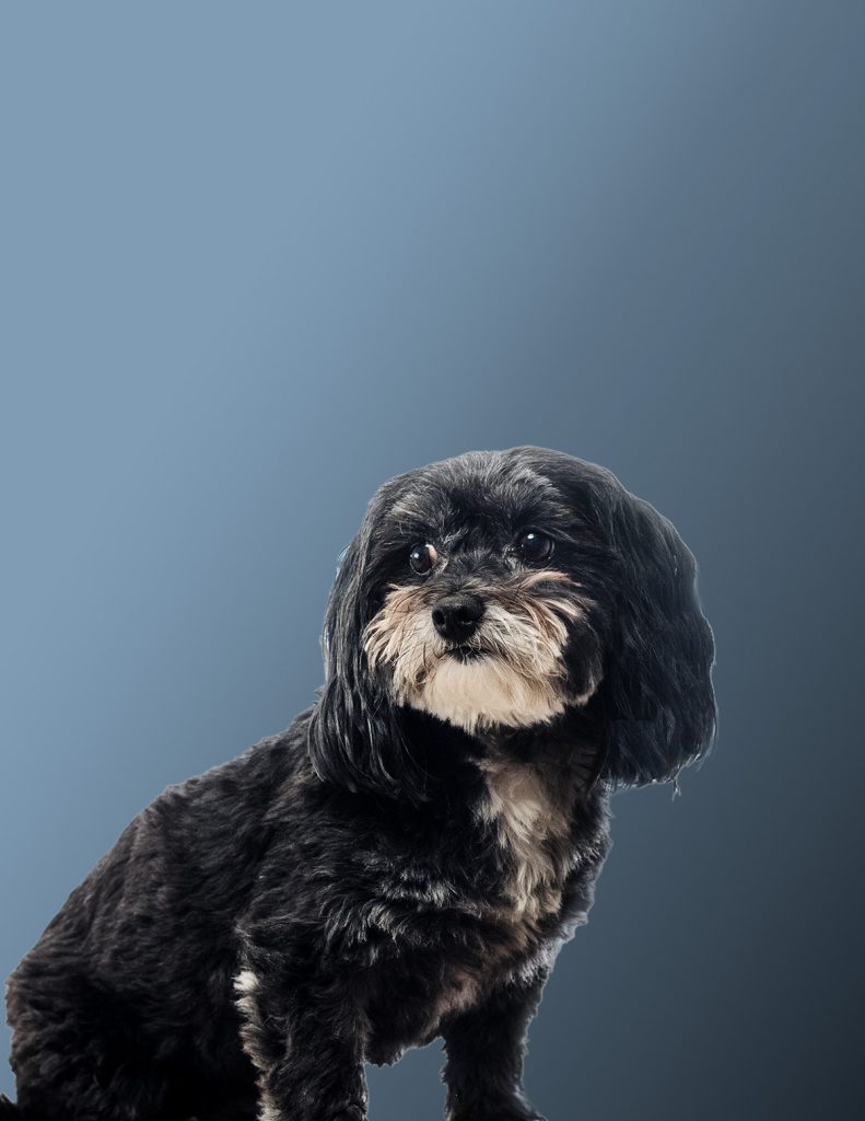 Auri – Senior Office Dog